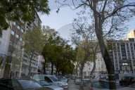  Tree Removal Plan Sparks Environmental Concerns