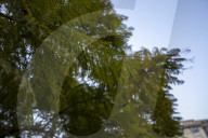  Tree Removal Plan Sparks Environmental Concerns