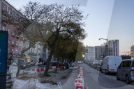 Tree Removal Plan Sparks Environmental Concerns