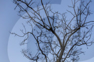  Tree Removal Plan Sparks Environmental Concerns