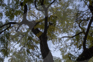  Tree Removal Plan Sparks Environmental Concerns