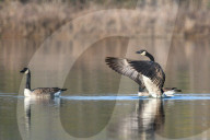 Wildlife At The Oxbow Nature Conservancy