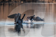 Wildlife At The Oxbow Nature Conservancy
