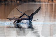 Wildlife At The Oxbow Nature Conservancy