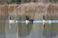 Wildlife At The Oxbow Nature Conservancy
