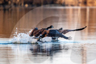 Wildlife At The Oxbow Nature Conservancy