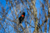 Wildlife At The Oxbow Nature Conservancy