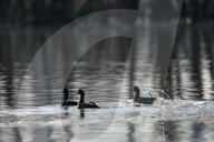 Wildlife At The Oxbow Nature Conservancy