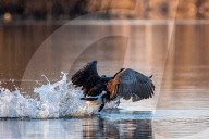 Wildlife At The Oxbow Nature Conservancy