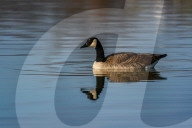 Wildlife At The Oxbow Nature Conservancy
