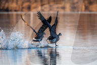 Wildlife At The Oxbow Nature Conservancy