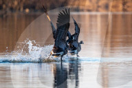 Wildlife At The Oxbow Nature Conservancy