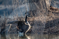 Wildlife At The Oxbow Nature Conservancy