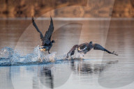 Wildlife At The Oxbow Nature Conservancy