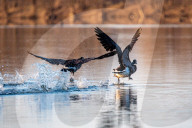 Wildlife At The Oxbow Nature Conservancy