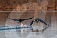 Wildlife At The Oxbow Nature Conservancy