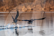 Wildlife At The Oxbow Nature Conservancy