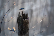 Wildlife At The Oxbow Nature Conservancy