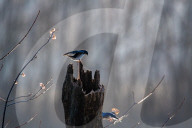 Wildlife At The Oxbow Nature Conservancy