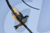Wildlife At The Oxbow Nature Conservancy