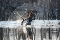 Wildlife At The Oxbow Nature Conservancy