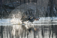 Wildlife At The Oxbow Nature Conservancy
