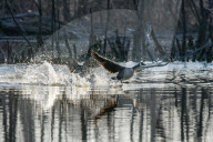 Wildlife At The Oxbow Nature Conservancy
