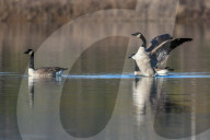 Wildlife At The Oxbow Nature Conservancy