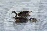 Wildlife At The Oxbow Nature Conservancy