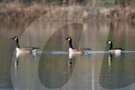 Wildlife At The Oxbow Nature Conservancy