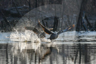 Wildlife At The Oxbow Nature Conservancy