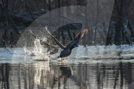 Wildlife At The Oxbow Nature Conservancy