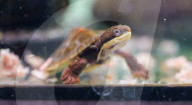 Rekordverdächtige Brutsaison: Die Naturschutzgruppe Aussie Ark im australischen Gosford begrüsst insgesamt 172 gefährdete Babyschildkröten