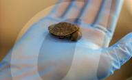 Rekordverdächtige Brutsaison: Die Naturschutzgruppe Aussie Ark im australischen Gosford begrüsst insgesamt 172 gefährdete Babyschildkröten