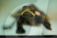Rekordverdächtige Brutsaison: Die Naturschutzgruppe Aussie Ark im australischen Gosford begrüsst insgesamt 172 gefährdete Babyschildkröten