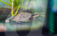 Rekordverdächtige Brutsaison: Die Naturschutzgruppe Aussie Ark im australischen Gosford begrüsst insgesamt 172 gefährdete Babyschildkröten