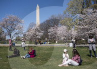 Cherry Blossoms In Washington, DC