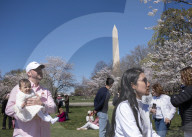 Cherry Blossoms In Washington, DC