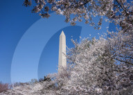 Cherry Blossoms In Washington, DC
