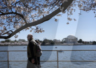 Cherry Blossoms In Washington, DC