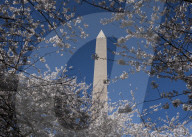 Cherry Blossoms In Washington, DC
