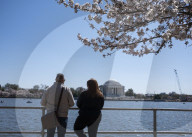 Cherry Blossoms In Washington, DC