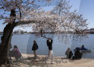 Cherry Blossoms In Washington, DC