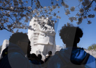Cherry Blossoms In Washington, DC