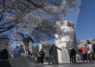 Cherry Blossoms In Washington, DC