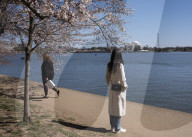 Cherry Blossoms In Washington, DC