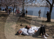 Cherry Blossoms In Washington, DC