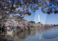 Cherry Blossoms In Washington, DC