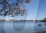 Cherry Blossoms In Washington, DC