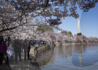 Cherry Blossoms In Washington, DC